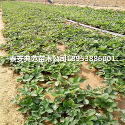 新明星草莓苗批发价格 泰安新明星草莓苗种植季节