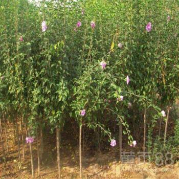 石景山工程园林木槿树苗大量培育卖南北方种植